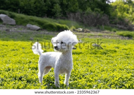 close up ; a cute white poodle dog standing on the grass