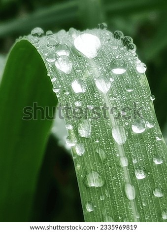 Water droplets on leaves during the rainy season.