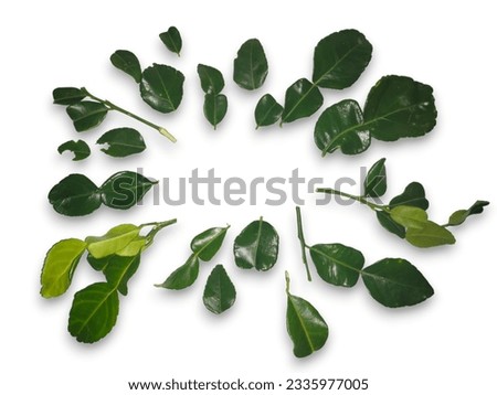Citrus leaves collection. isolated on white background. Mega set Citrus leaves isolated on white background. Collection citrus leaf. Orange leaf with clipping path and  multiple size. Mega set leafs