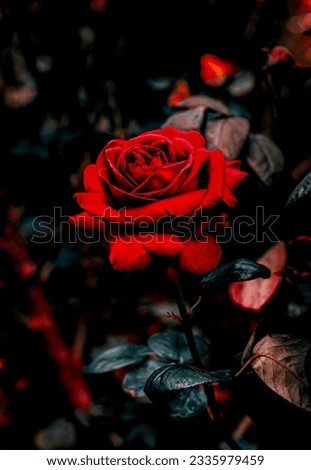 It Is A Rose Picture 