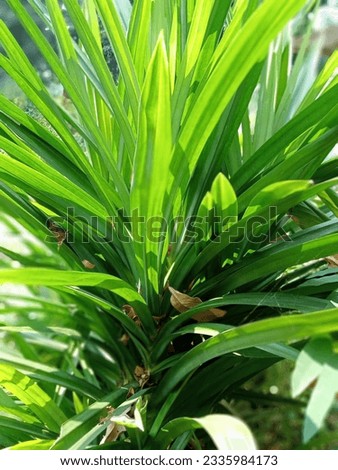 Leaf of green screwpine plant or pandan  Royalty-Free Stock Photo #2335984173