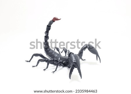 the Black scorpion isolated on white background