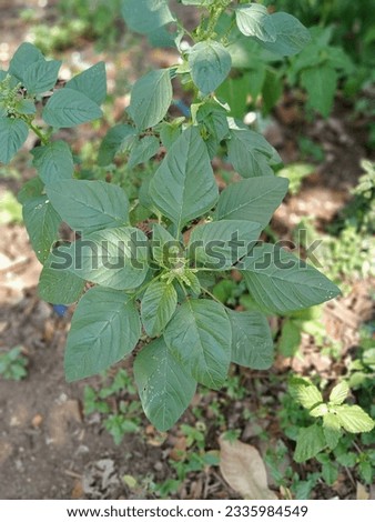 Wild Spinach plant with green leaf Royalty-Free Stock Photo #2335984549