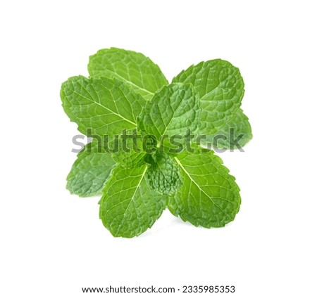 mint leaves isolated on white background