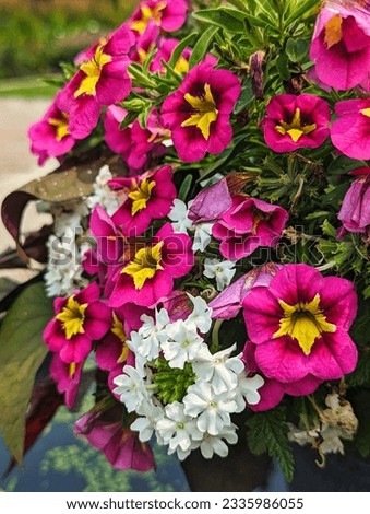 Vibrant image of a blooming Calibrachoa bush, displaying a multitude of colorful, bell-shaped flowers.