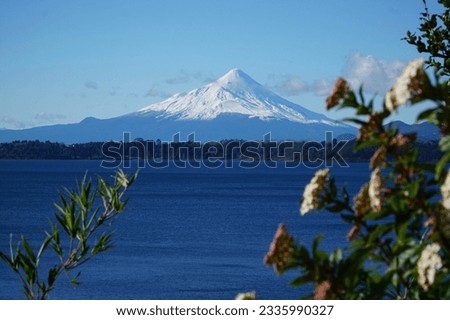 Amazing picture of the Osorno volcano in Puerto Varas, Chile and some white flowers.