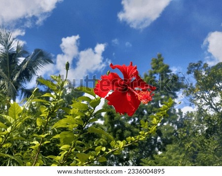 High laval Picture. This picture name Hibiscus Rosa-sinensis.