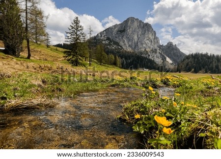 kingcup blossoms on a little brook and view to high mountains in the background