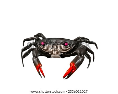 Black crab with red eyes, miniature animal on a white background