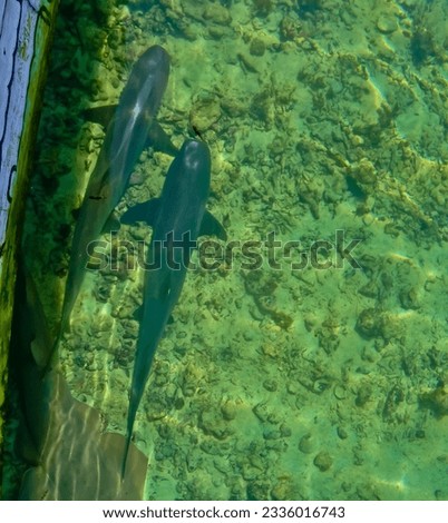 shark captive sights on menjangan besar island, karimunjawa, Central Java, Indonesia