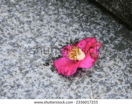 A camellia flower that has fallen.