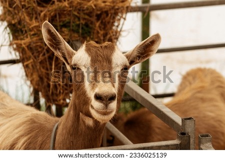 close up of the head of a British Toggenburg goat with metal farm gates and yellow straw 