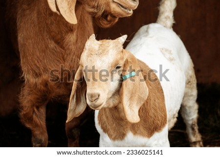close up of the head of a Boer goat with metal farm gates and yellow straw