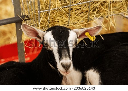 close up of the head of a British Alpine goat with metal farm gates and yellow straw