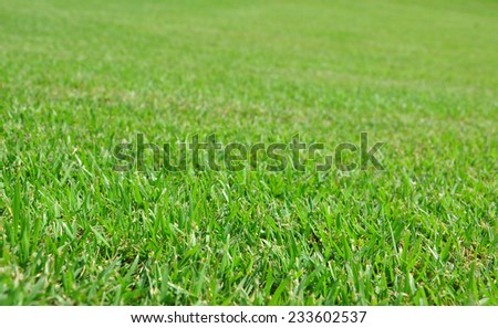 fresh grass for background