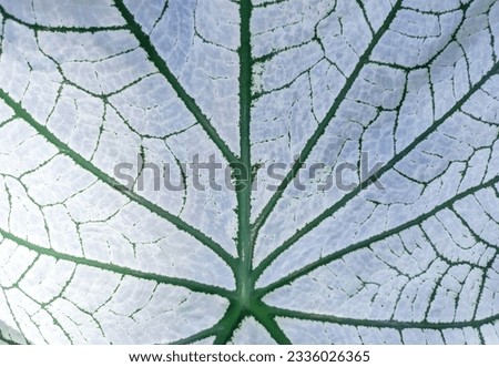 Close up of white tropical leaf texture with pretty veins pattern.