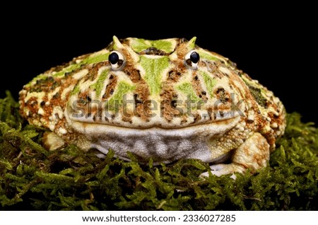 Cranwell's horned frog (Ceratophrys cranwelli) Royalty-Free Stock Photo #2336027285