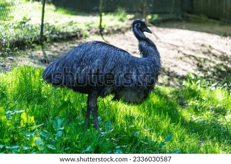 The Emu in the Wuppertal Green Zoo in Germany. The Emu (Dromaius novaehollandiae) is a large australian bird.