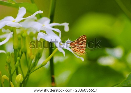 beautiful butterflies on white flower with green surrounding 