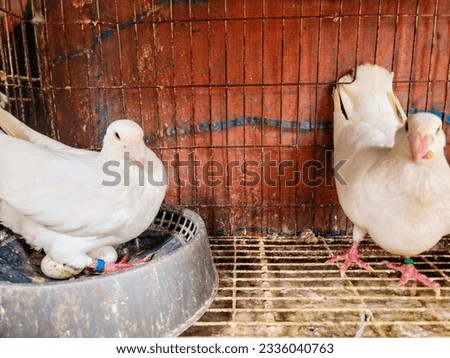This is a beautiful picture of a white pair of pigeon.