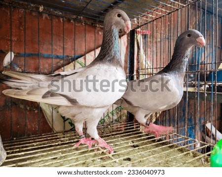 This is a beautiful picture of a grey pair of pigeon.