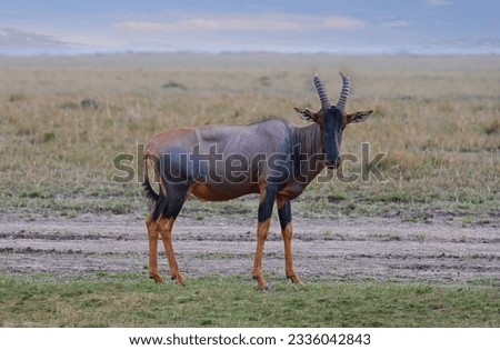 Bubal antelope graze in the savannah in its natural environment in Kenya, Africa
 Royalty-Free Stock Photo #2336042843