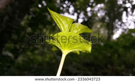 Textured plant leaves background. Photo shot in the forest. Beautiful wallpaper.