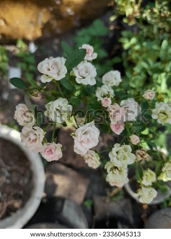 Minion Rose Pink, a Tiny Rose that Likes to Flower