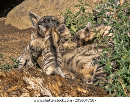 Female Striped hyena, Hyaena hyaena sultana, with three small cubs
