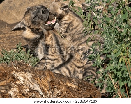 Female Striped hyena, Hyaena hyaena sultana, with a calf begging for food