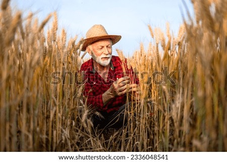Senior farmer checking wheat crops in the field.