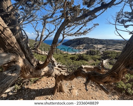 Seascape.  Pine trees on the coast of the island. A view of the coast, the sea, the rocks, the beach, the road that opens through the branches of a tree.
