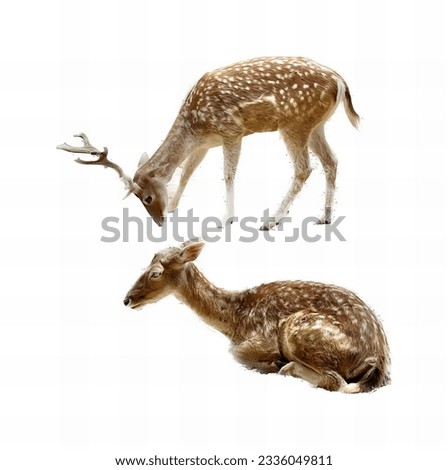 a photography of two deers are standing and laying down, two pictures of a deer with antlers standing and sitting.