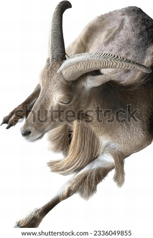 a photography of a goat with long horns and a long tail, there is a goat that is jumping up in the air.