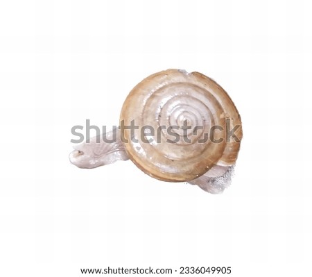 a photography of a snail shell on a white background, there is a snail that is sitting on a rock.