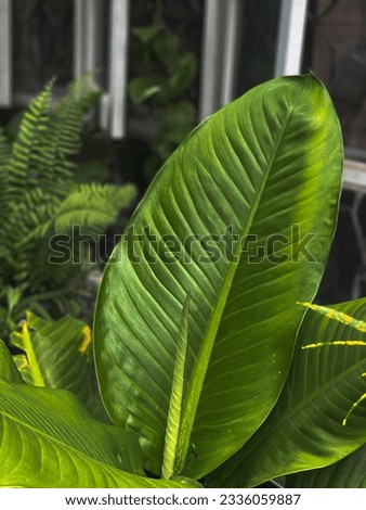 ์New born leaf is sprouting It is very natural and beautiful.