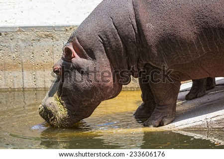 African hippo drinking water