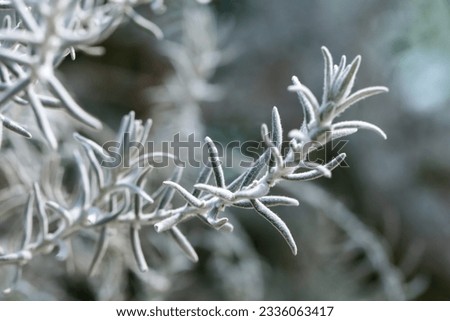 White hairy leaves of Eremophila Nivea, known also as Silky Emu Bush. It is a shrub flowering plant
