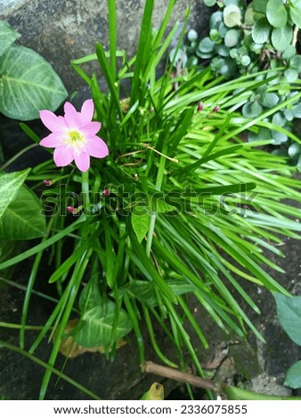 Wonderful Pink Rain Lily Flower 