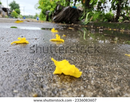 Falling flowers, rainy background with puddles