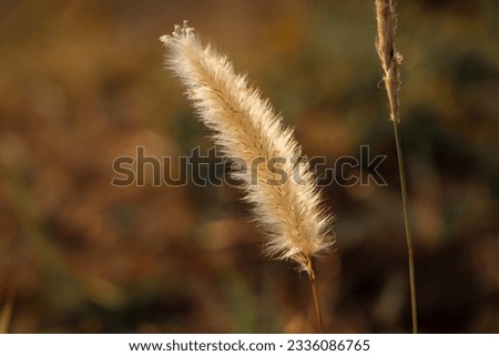 an image of dandelion in a field