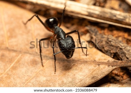 Carpenter ants (Camponotus gibber) large endemic ant indigenous to many forested parts of the world. Species endemic to Madagascar. Ambalavao, Madagascar wildlife animal Royalty-Free Stock Photo #2336088479
