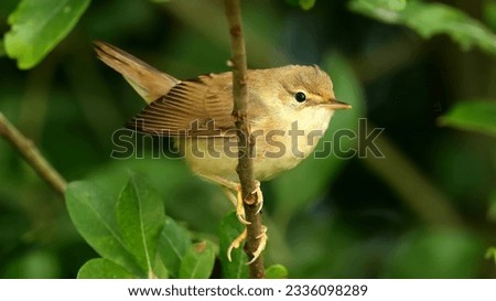 Willow warbler (Phylloscopus trochilus). Birds wallpaper for a perfect bachground.