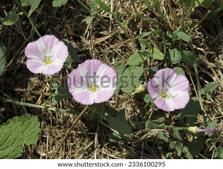 small round flowers of wild climbing plant Convolvulus arvensis - bindweed close up Royalty-Free Stock Photo #2336100295