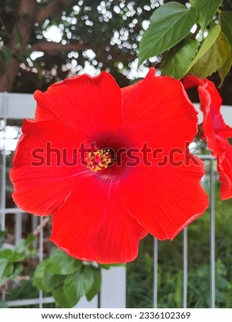 The bright red chab flowers are planted as the fence of the house. The flowers are not decorated. It's very beautiful. Royalty-Free Stock Photo #2336102369