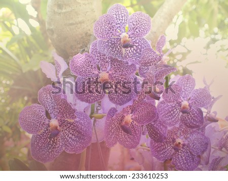 style pink orchid with color filters background