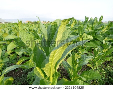 Tobacco leaf tree field concept, tobacco planting garden agriculture farm in country, green leaves stem plantation in farmland, cigarette product from tobacco is unhealthy for people, smoking plants.