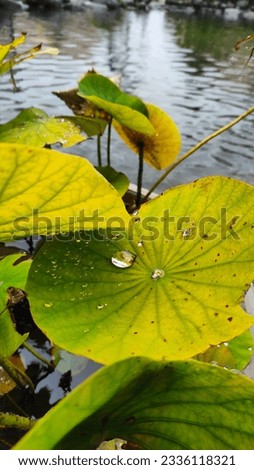 live like a leaf dripping with water