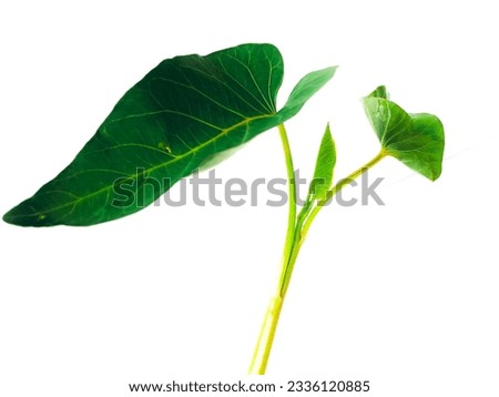 Most Thai morning glory is used as a dish or stir-fried morning glory. Royalty-Free Stock Photo #2336120885