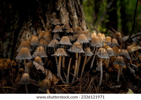 little group of mushrooms in the forest, picture taken as closeup